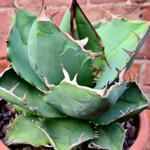 Load image into Gallery viewer, Agave titanota 'Kyoto'