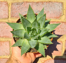 Load image into Gallery viewer, Aloe 'Polyphylla'