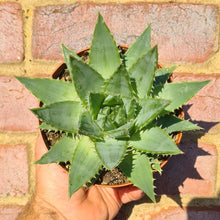 Load image into Gallery viewer, Aloe 'Polyphylla'