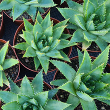 Load image into Gallery viewer, Aloe 'Polyphylla'
