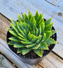 Load image into Gallery viewer, Aloe 'Polyphylla'