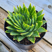 Load image into Gallery viewer, Aloe 'Polyphylla'