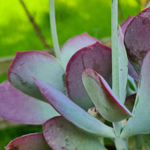 Load image into Gallery viewer, Cotyledon orbiculata 'Cinderella'