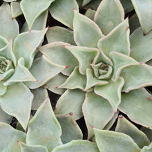 Load image into Gallery viewer, Echeveria 'Madiba'