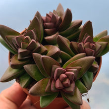 Load image into Gallery viewer, Crassula capitella 'Benjamin' Red