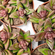 Load image into Gallery viewer, Crassula capitella 'Benjamin' Red