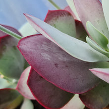 Load image into Gallery viewer, Cotyledon orbiculata 'Cinderella'