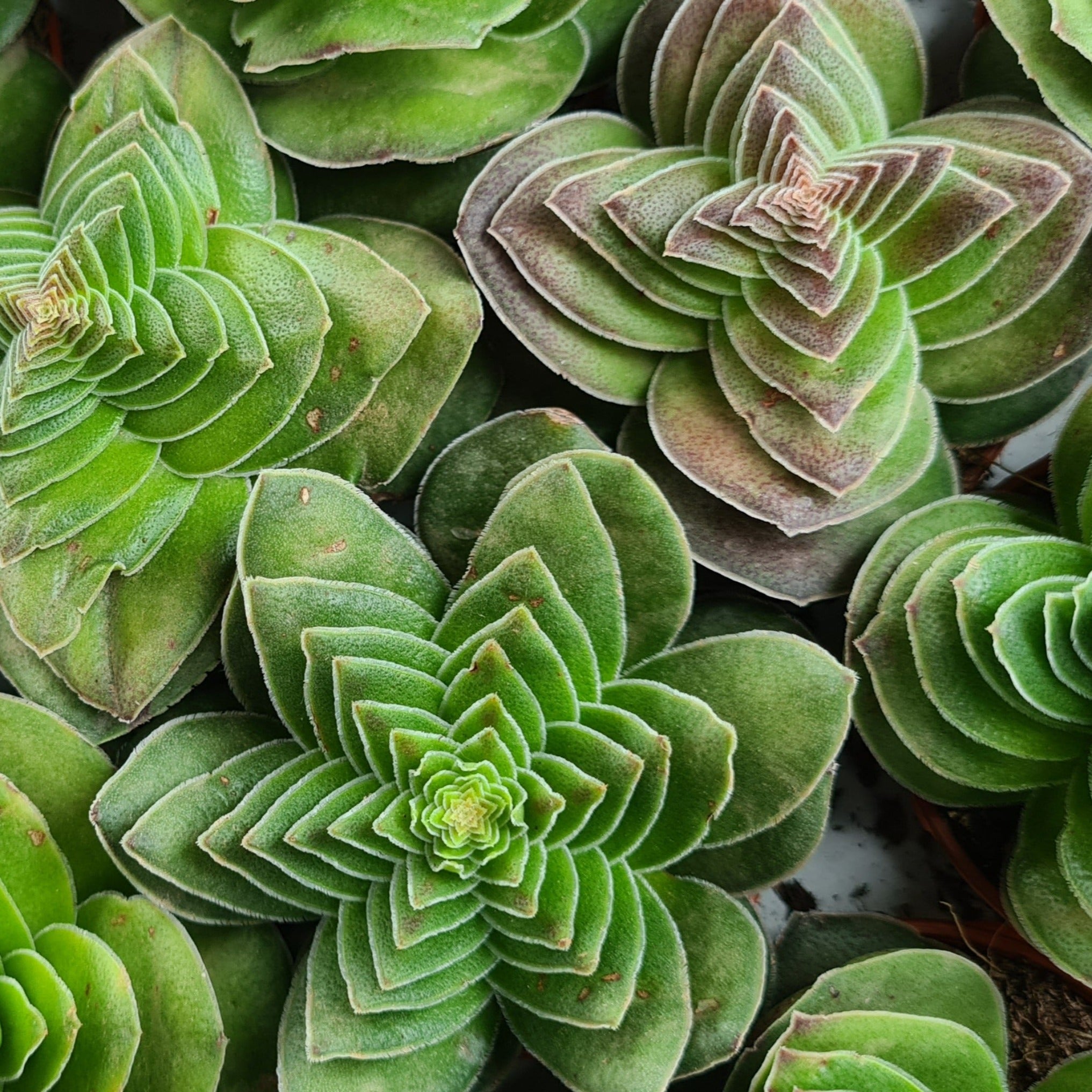 Crassula capitella var. turrita – Coastal Succulents, Cacti & Alpines