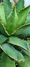 Load image into Gallery viewer, Agave titanota