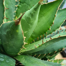 Load image into Gallery viewer, Agave titanota