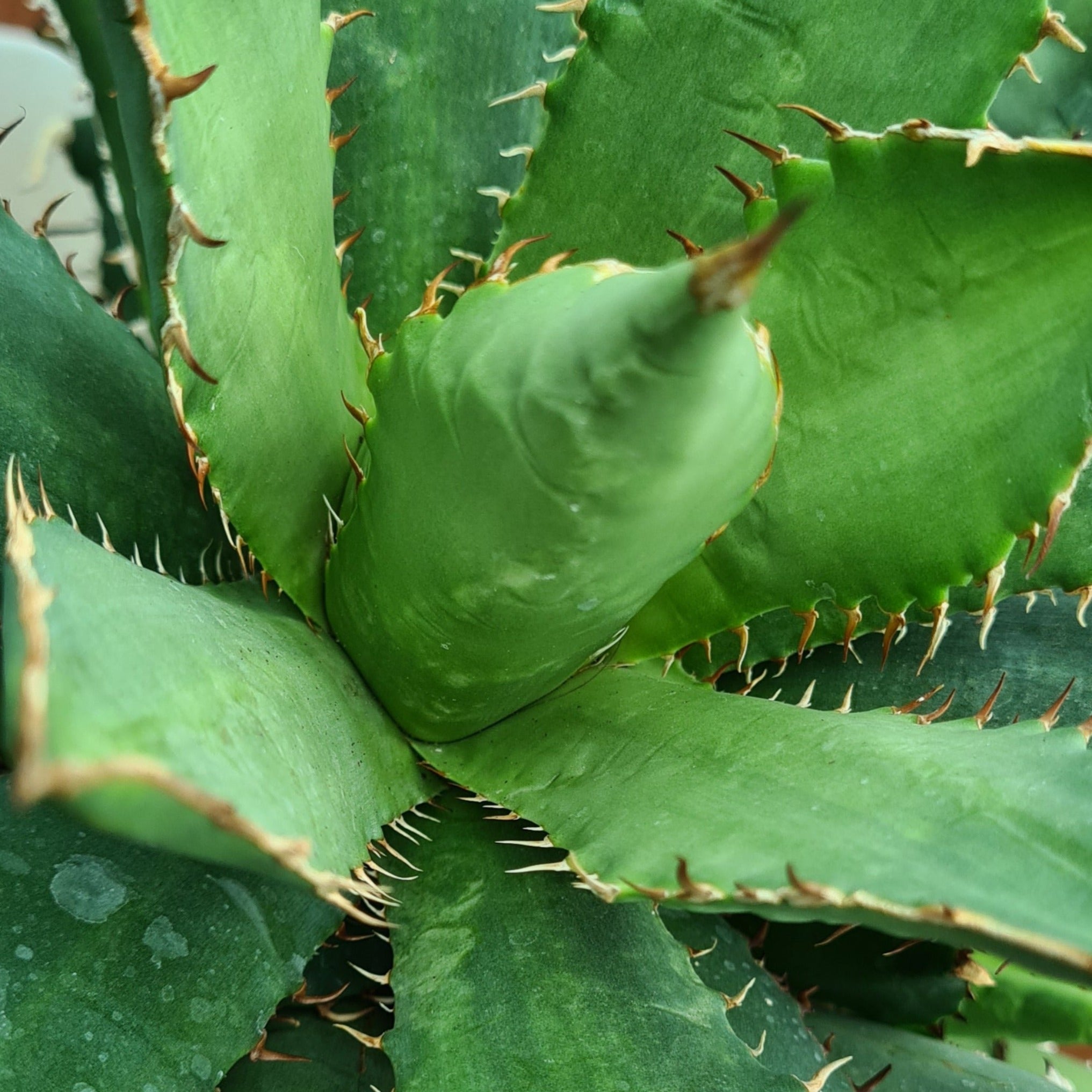 US株 US株 Agave Titanota ' Creep ' TC アガベ チタノタ クリープ