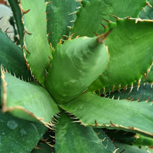 Load image into Gallery viewer, Agave titanota