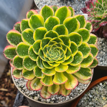 Load image into Gallery viewer, Aeonium 'Sunrise'