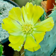 Load image into Gallery viewer, Opuntia robusta