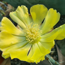 Load image into Gallery viewer, Opuntia robusta