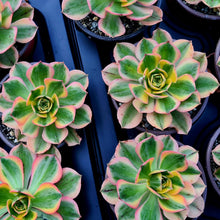 Load image into Gallery viewer, Aeonium 'Sunburst'