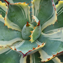 Load image into Gallery viewer, Agave potatorum ‘Kissho Kan’ marginata