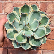 Load image into Gallery viewer, Agave potatorum ‘Kissho Kan’ marginata
