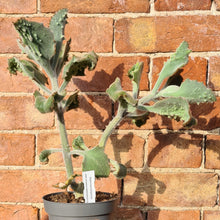 Load image into Gallery viewer, Kalanchoe beharensis