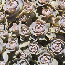 Load image into Gallery viewer, Orostachys iwarenge aka 'Chinese Dunce Cap'