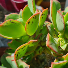 Load image into Gallery viewer, Aeonium Mary Ann Kunkel