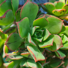 Load image into Gallery viewer, Aeonium Mary Ann Kunkel