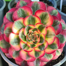 Load image into Gallery viewer, Aeonium 'Cornish Rose' Variegated form
