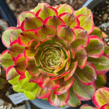 Load image into Gallery viewer, Aeonium 'Pink Daisy'