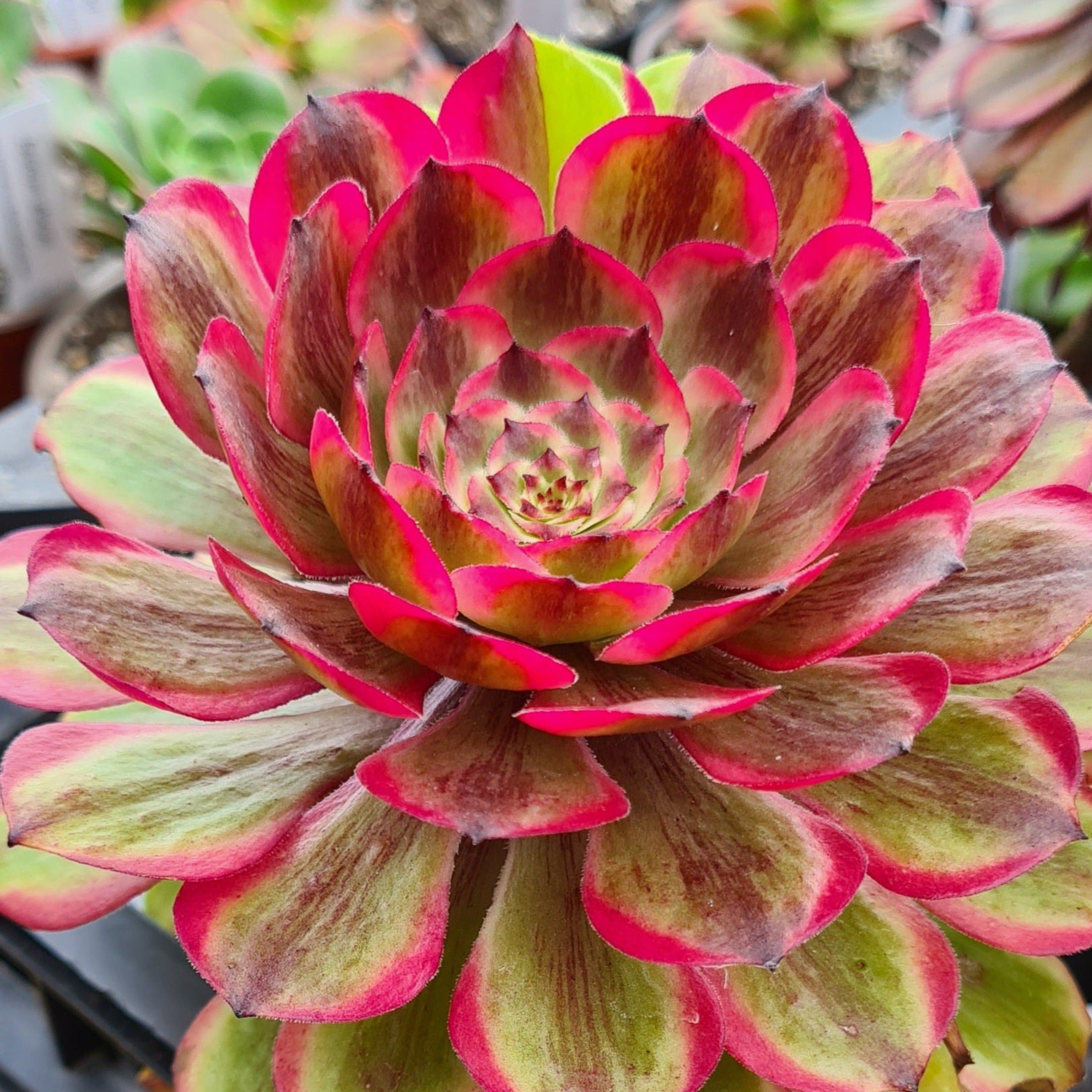 succulent daisy Aeonium 'Pink Daisy'