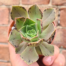 Load image into Gallery viewer, Aeonium davidbramwellii