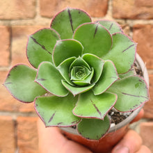 Load image into Gallery viewer, Aeonium urbicum v. meriodonalis