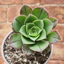 Load image into Gallery viewer, Aeonium urbicum
