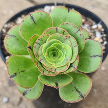 Load image into Gallery viewer, Aeonium undulatum