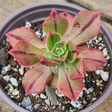 Load image into Gallery viewer, Aeonium lavranosii-newtonii