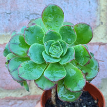 Load image into Gallery viewer, Aeonium 'Red Edge'