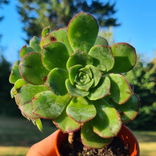 Load image into Gallery viewer, Aeonium 'Red Edge'
