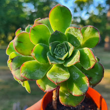 Load image into Gallery viewer, Aeonium 'Red Edge'