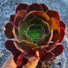 Load image into Gallery viewer, Aeonium 'Durango'