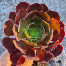 Load image into Gallery viewer, Aeonium 'Durango'