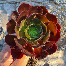 Load image into Gallery viewer, Aeonium 'Durango'