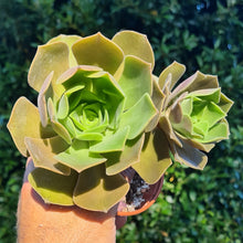 Load image into Gallery viewer, Aeonium 'Darley Blush'
