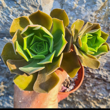Load image into Gallery viewer, Aeonium 'Darley Blush'