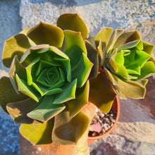 Load image into Gallery viewer, Aeonium 'Darley Blush'