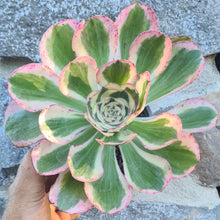 Load image into Gallery viewer, Aeonium 'Zeus'