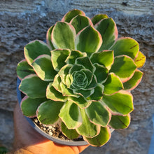 Load image into Gallery viewer, Aeonium 'Green Rose'