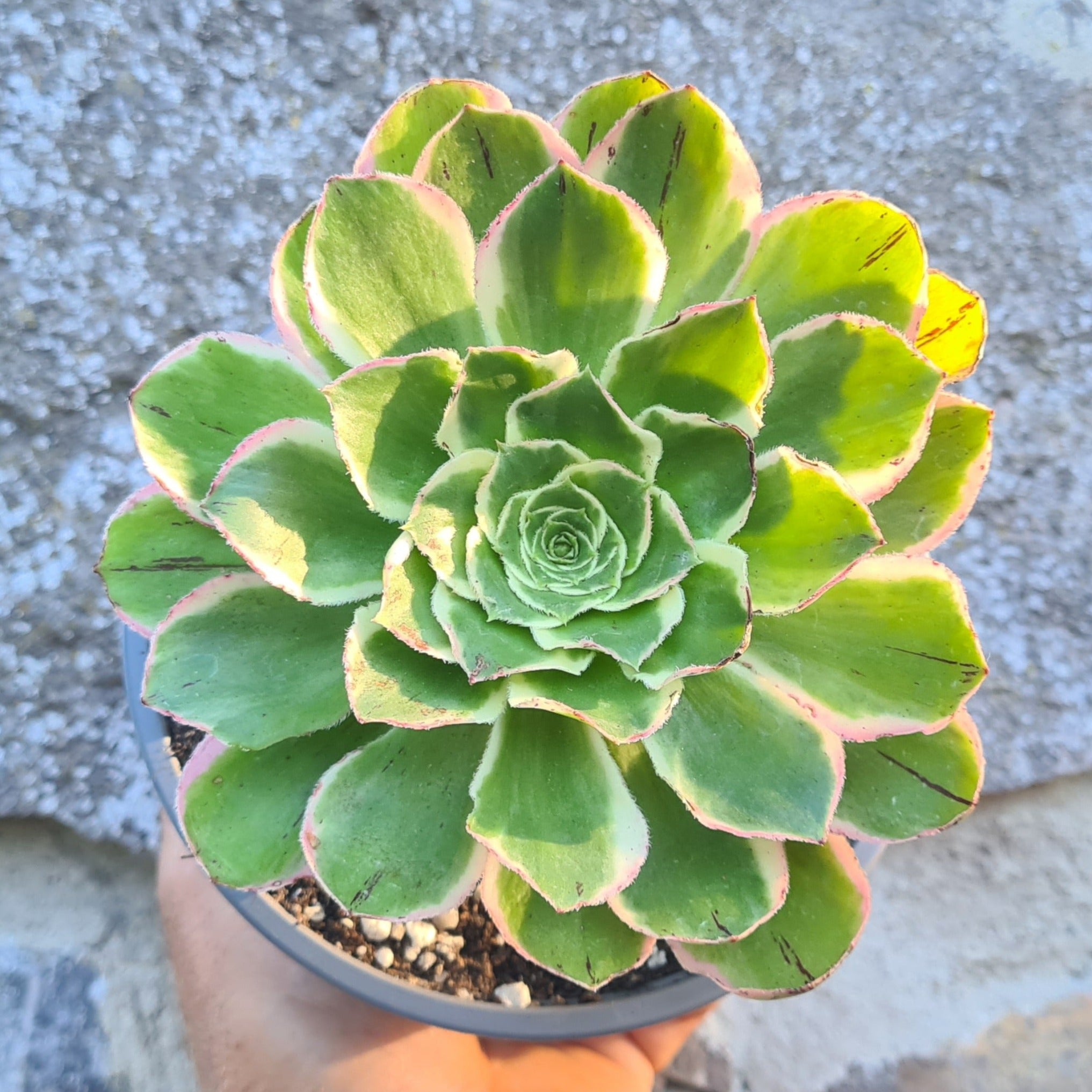 aeonium rose succulent Aeonium 'Green Rose'