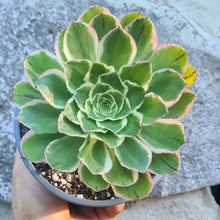 Load image into Gallery viewer, Aeonium 'Green Rose'