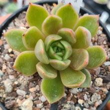 Load image into Gallery viewer, Echeveria agavoides 'Coffee'
