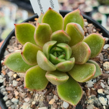 Load image into Gallery viewer, Echeveria agavoides 'Coffee'