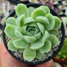 Load image into Gallery viewer, Echeveria elegans var. kesselringiana x colorata 'Lindsayana'